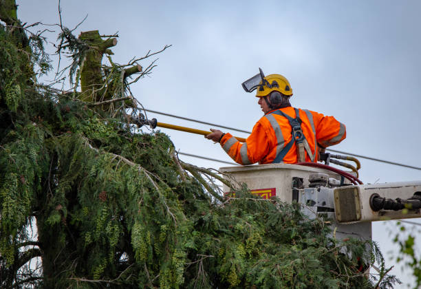 Best Leaf Removal  in Livingston, CA